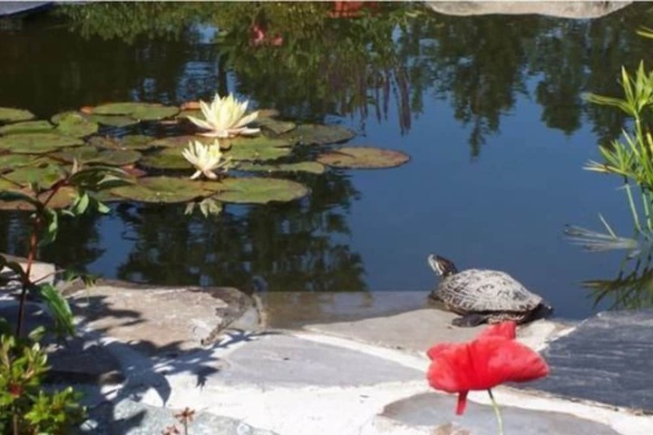 A Hidden Haven & Water Garden Cottages