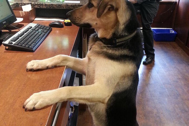 Pet Friendly 50 of 54
