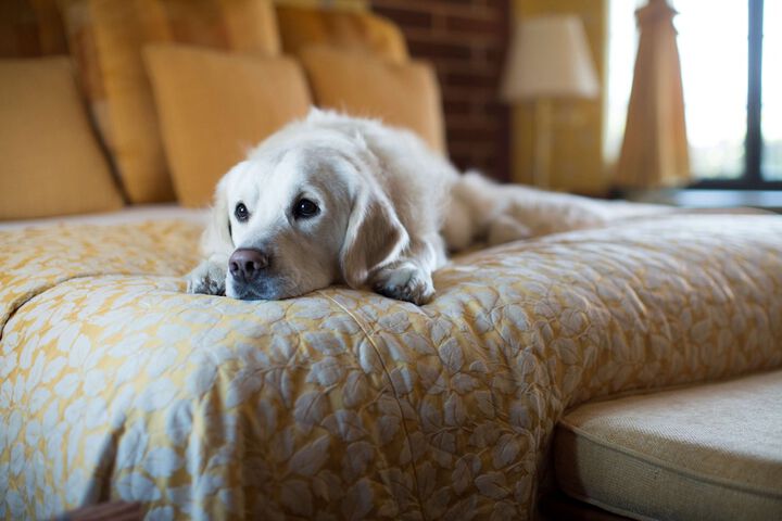 Pet Friendly 40 of 41