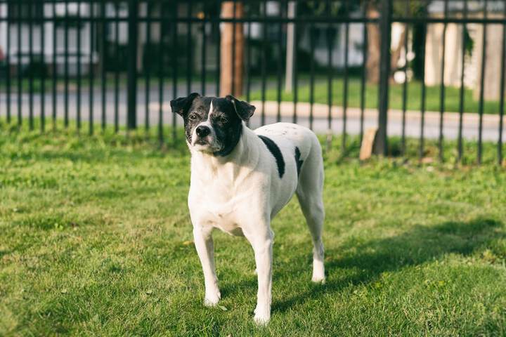 Pet Friendly 56 of 60