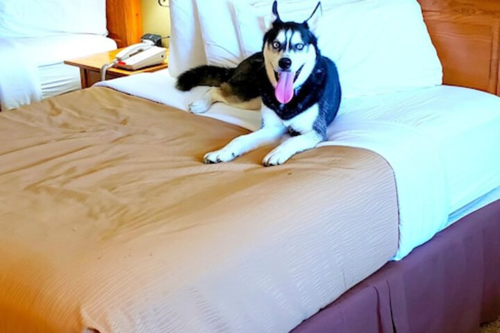 Pet Friendly 90 of 91