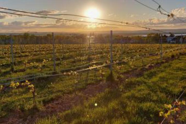 Raven Hill Vineyard