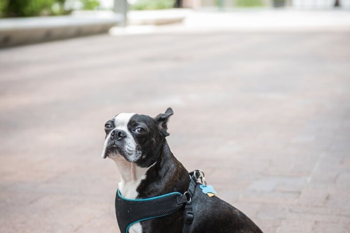 Pet Friendly 67 of 67