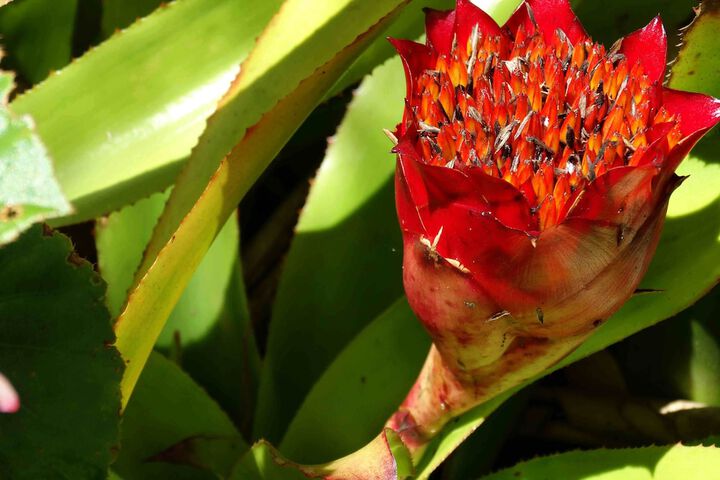 Chalet Kilauea