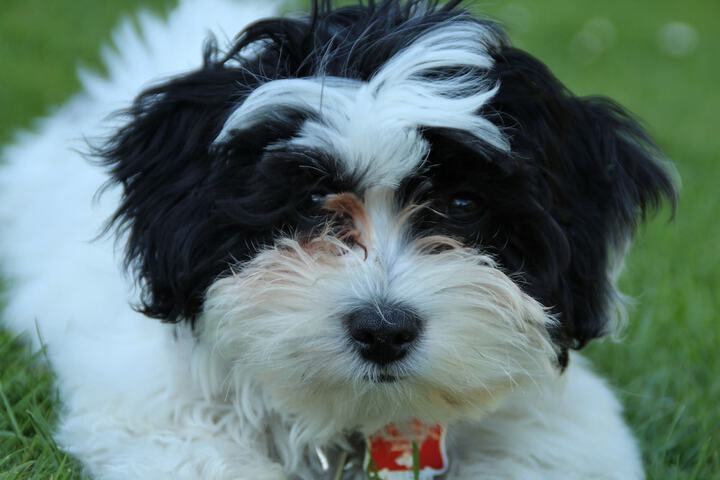 Pet Friendly 53 of 58