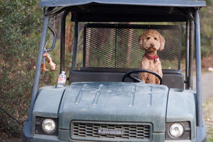 Pet Friendly 72 of 77