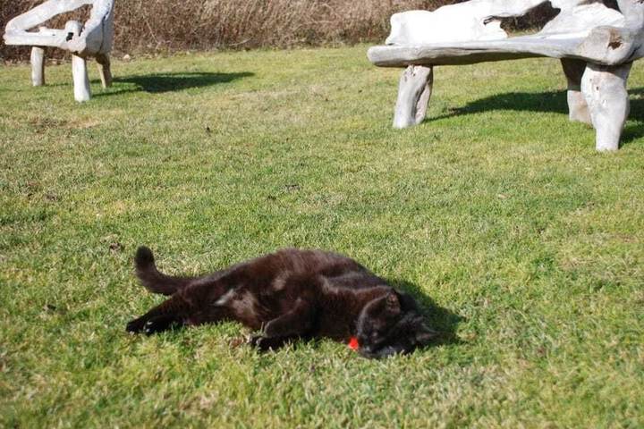 Pet Friendly 65 of 70