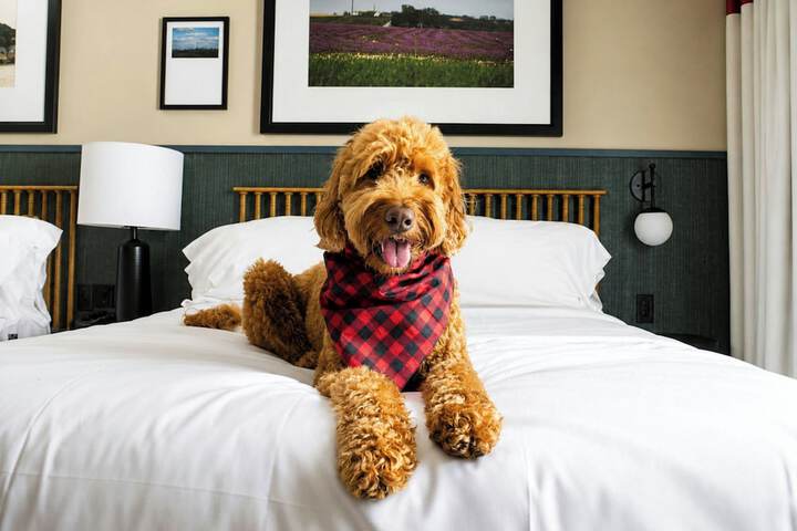 The Scarlet Lincoln, a Tribute Portfolio Hotel