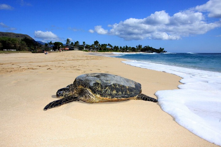 Leale'a by Avantstay Ocean + Mountain Views!