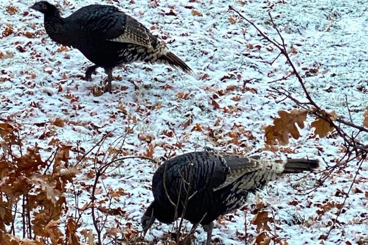 Tamarron Gambel Oak 790 - Wild Turkey Ridge - Durango CO