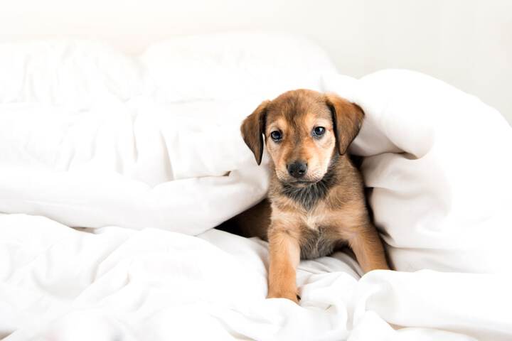Pet Friendly 44 of 45