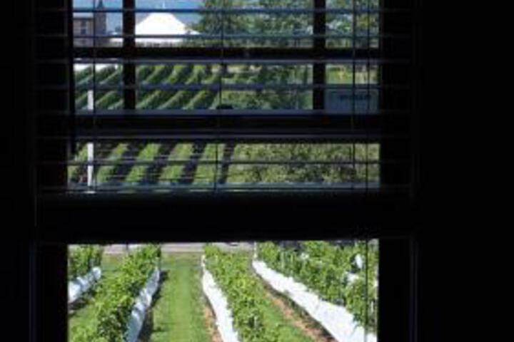 Raven Hill Vineyard