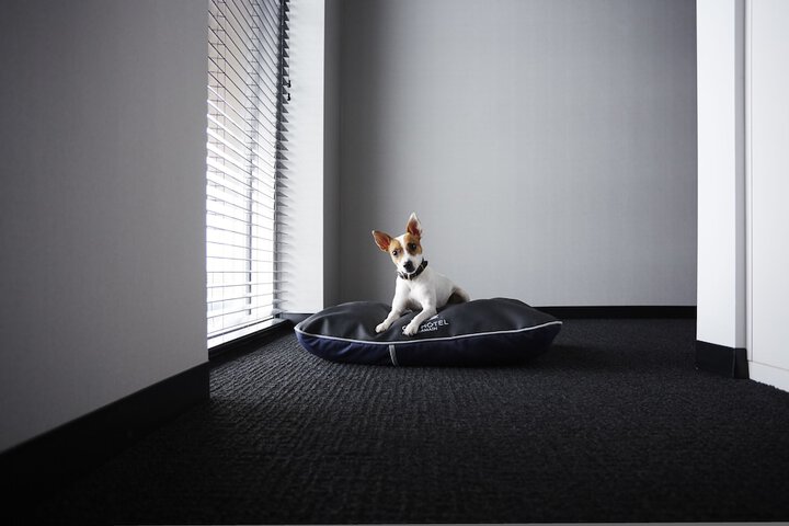 Pet Friendly 54 of 56