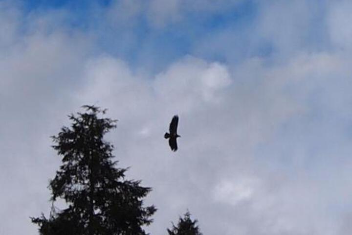 Eagles Nest