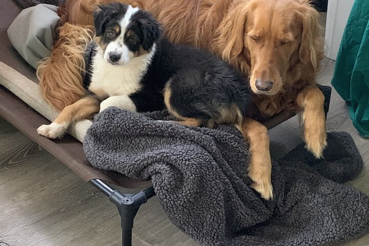 Pet Friendly 189 of 200