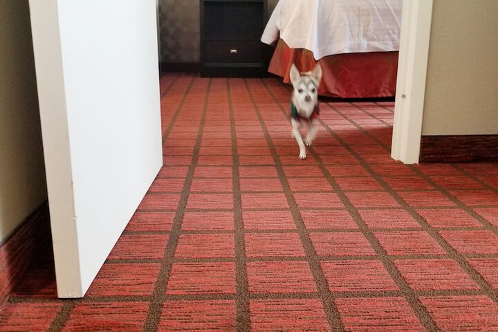 Pet Friendly 50 of 52