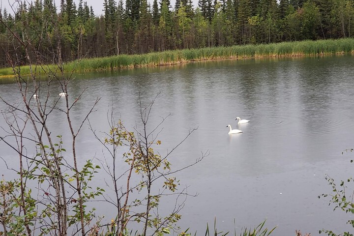 Denali Wild Stay
