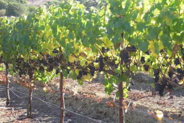 Point Reyes Vineyard Inn