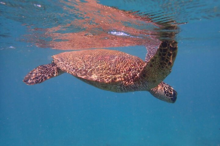 Kamaole Beach Club