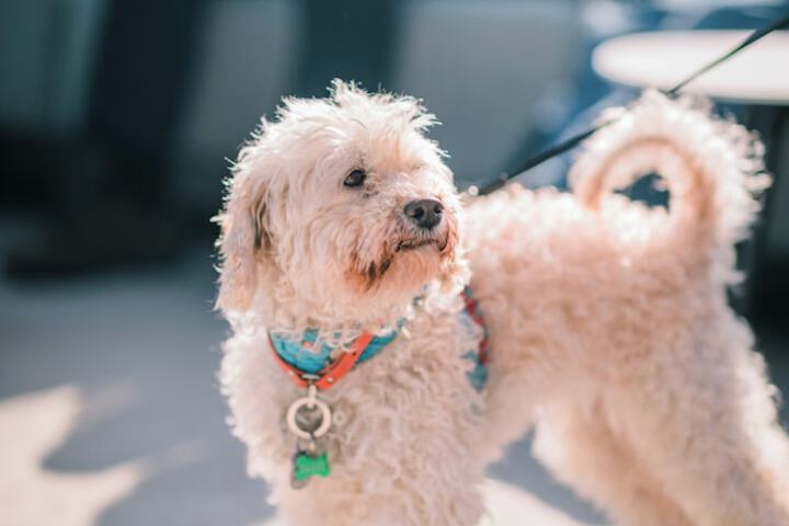 Pet Friendly 59 of 63