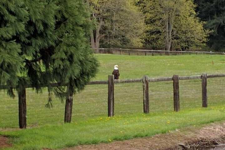 Wildwood Farm B & B
