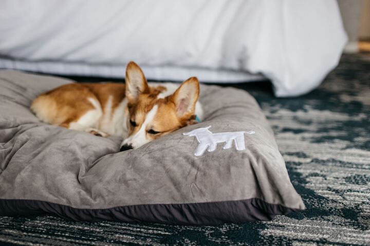 Pet Friendly 166 of 175