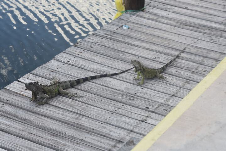 Coconut Cay Resort & Marina