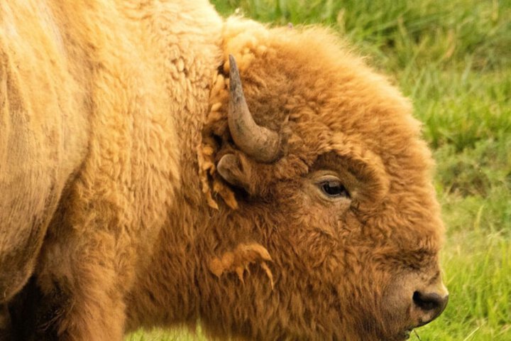 Zion White Bison