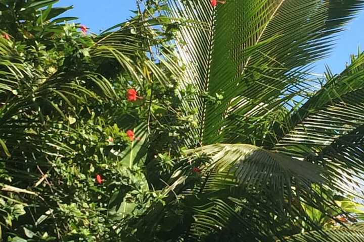 Hilo Bay Oceanfront B & B