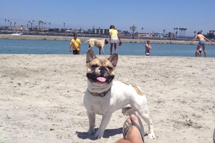 Pet Friendly 60 of 64