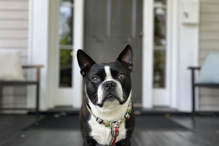 Pet Friendly 114 of 115