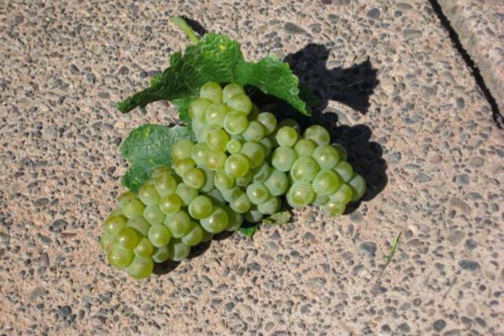 Pearlessence Vineyard Inn