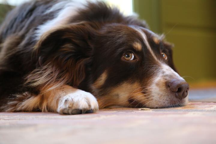 Pet Friendly 42 of 44