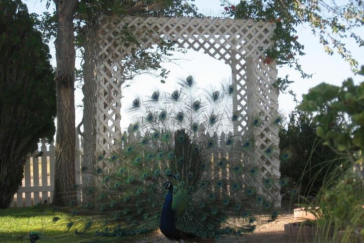 Shady Lady Bed & Breakfast
