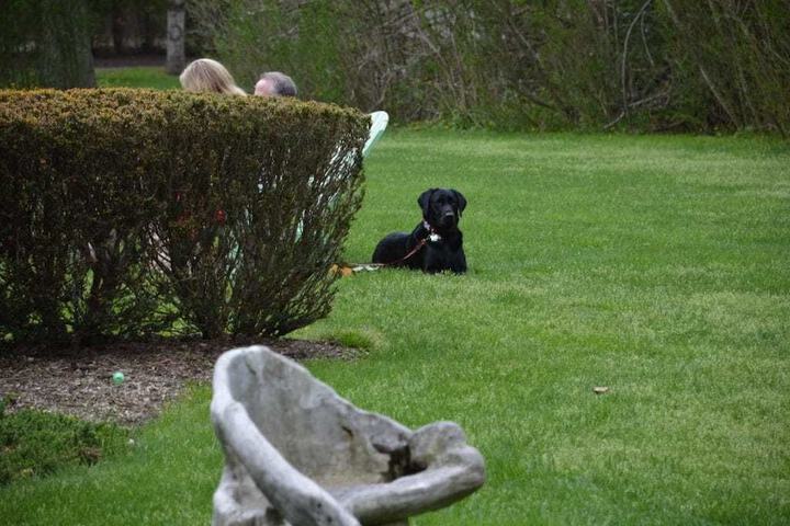 Pet Friendly 66 of 70
