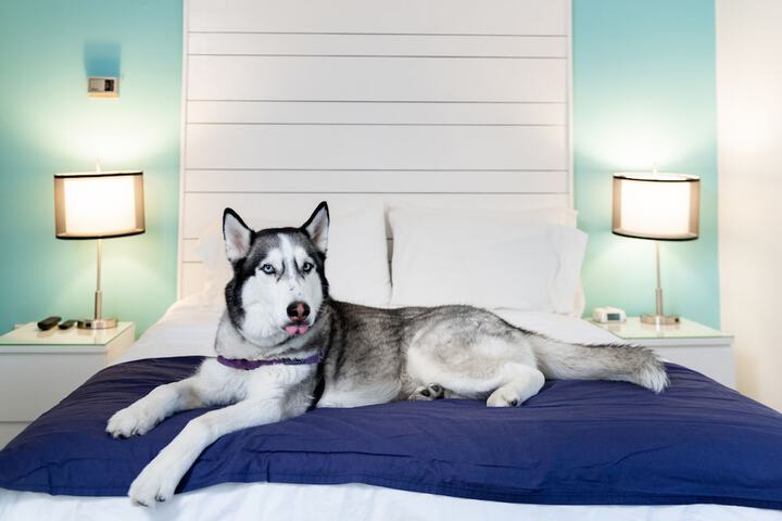 Pet Friendly 175 of 186