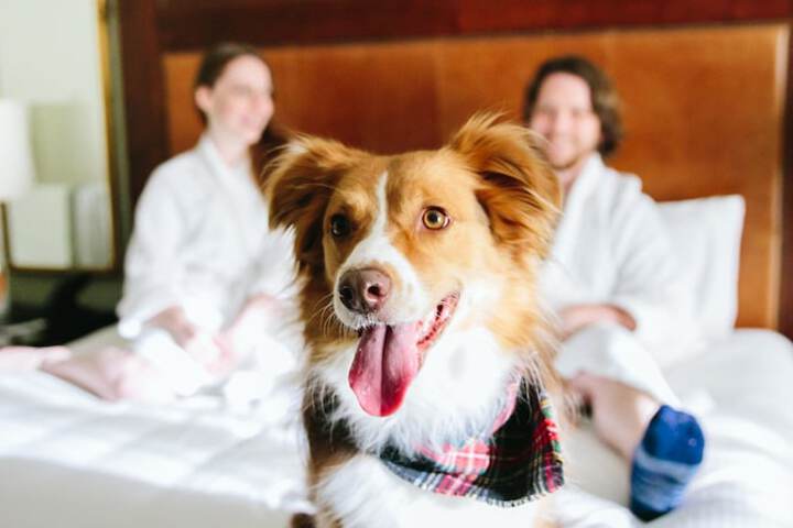 Pet Friendly 153 of 158