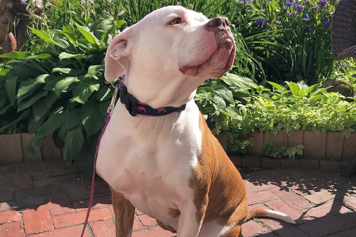 Pet Friendly 89 of 104