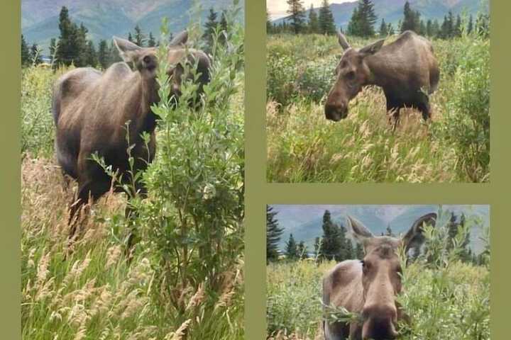 Denali Park Hotel