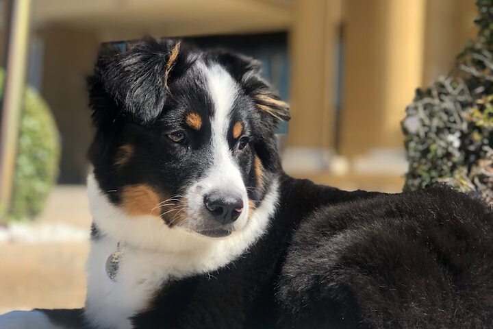 Pet Friendly 59 of 60