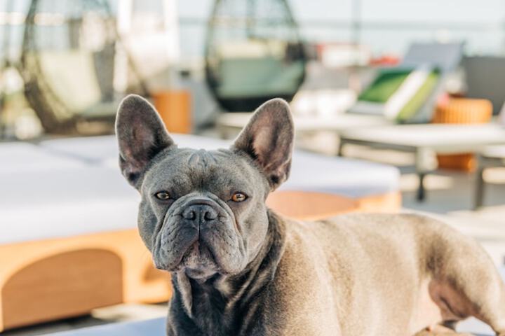 Pet Friendly 83 of 88