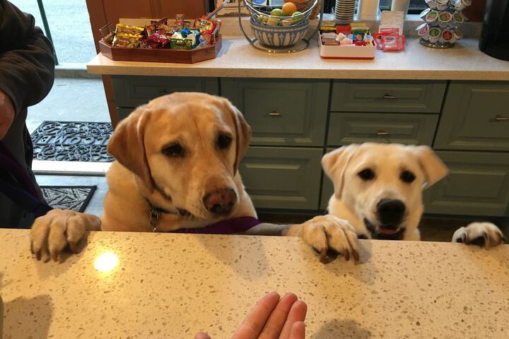 Pet Friendly 120 of 127