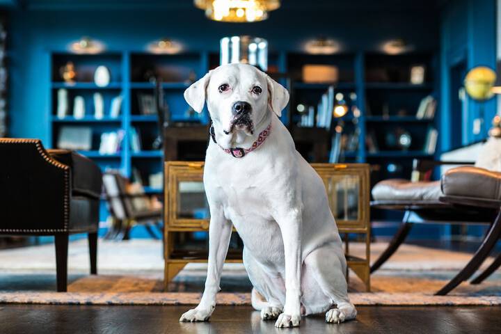 Pet Friendly 131 of 135