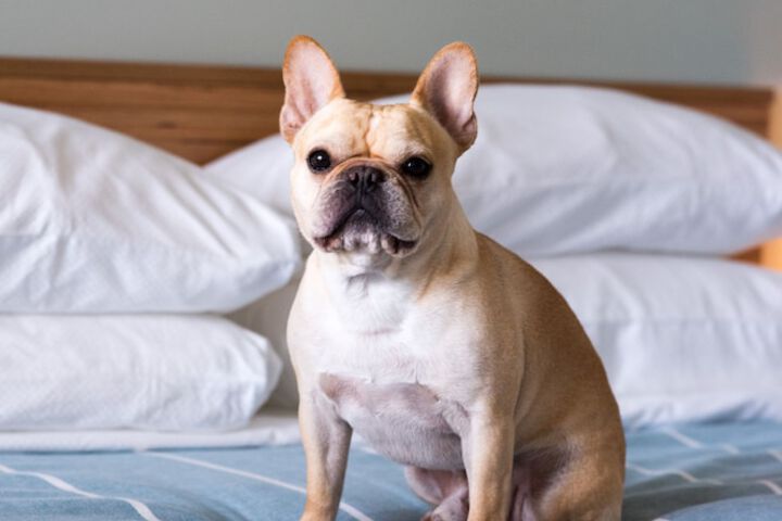 Pet Friendly 44 of 45