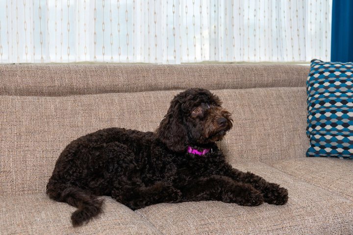 Pet Friendly 46 of 46