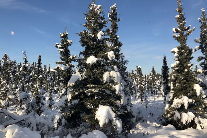 Aurora Denali Lodge