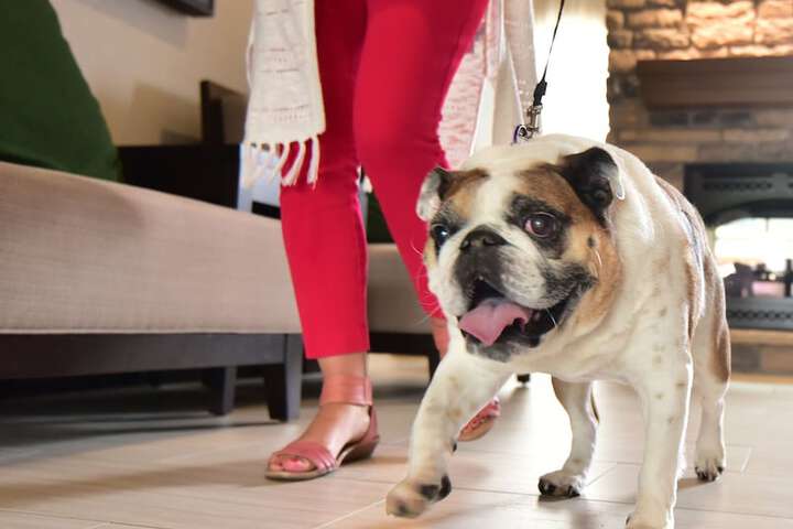 Staybridge Suites Wisconsin Dells - Lake Delton by IHG