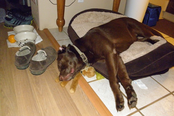 Pet Friendly 54 of 60