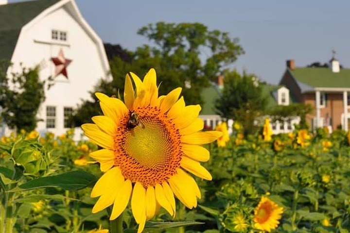 Inn at Huntingfield Creek
