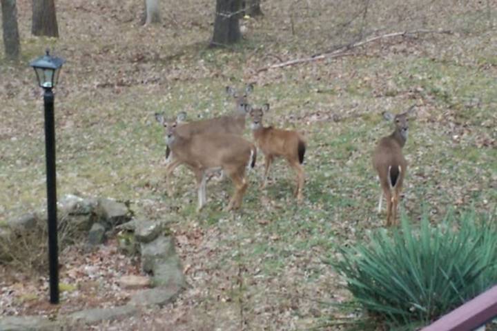 Property Grounds 239 of 242